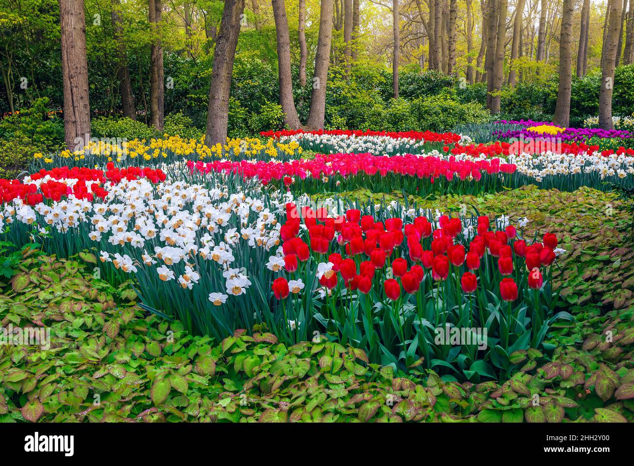 Im majestätischen Keukenhof-Garten finden Sie verschiedene frische, farbenfrohe Frühlingsblumen. Malerische Blumenbeete mit Narzissen und bunten Tulpenkollektionen, Lisse, Stockfoto