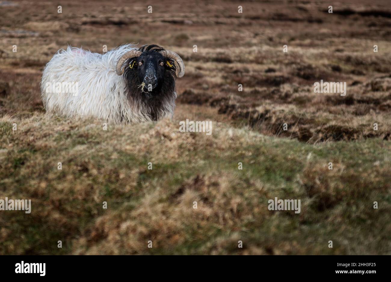 Ein irisches Bergschaf auf den Torfgebieten im Nordwesten Irlands Stockfoto