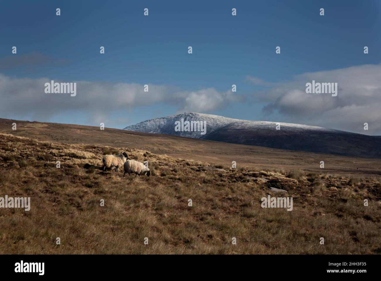Moor am Rande des Wild Nephin National Park in Irland. Schnee auf den Bergspitzen der Wild Nephin Mountains. Ein paar Bergschafe grasen auf dem Moor. Stockfoto