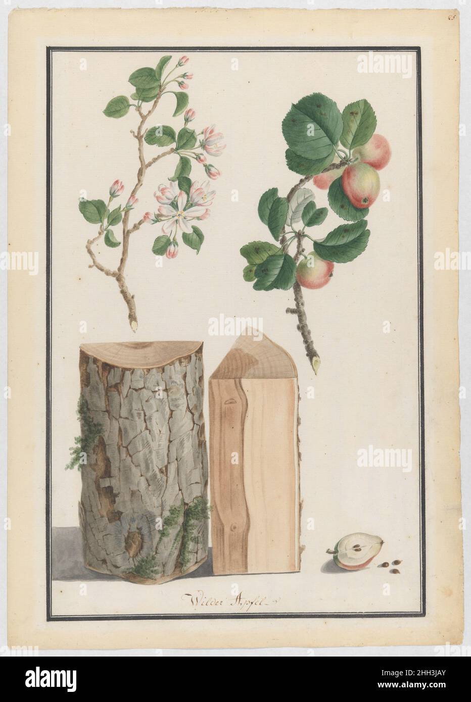 Studien zu Stamm, Blüten und Früchten eines wilden Apfelbaums (Malus sylvestris) 1788 Ludwig Pfleger Deutsch Diese Zeichnung ist Teil einer Gruppe von vier Studien über Holzarten, die Frau Wrigdsman dem Museum schenkte. Sie wurden von Ludwig Pfleger (1720-1793) geschaffen, der sich auf Stillleben und Naturstudien spezialisiert zu haben scheint. Über seine Ausbildung und seine frühe Karriere ist sehr wenig bekannt. Ludwigs Vater, Franz Pfleger (? -1737), war bei Sybilla Augusta, der Gräfin von Baden-Baden, als künstlerische Leiterin von Schloss Favorite in Rastatt angestellt. In dieser Funktion entwarf er unter anderem die Stockfoto