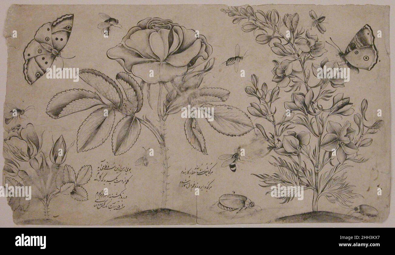 Zeichnung mit Blumen, Schmetterlingen und Insekten datiert A.H. 1059/A.D. 1649–50 Shafi' 'Abbasi war Künstler am Hof des Safaviden-Herrschers Shah 'Abbas II. (1642–1666) in Isfahan. Inspiriert von europäischen botanischen Drucken, die damals in Isfahan zirkulierten, beinhalteten seine sensibel gerenderte Blumenkomposition Bilder von Vögeln, Schmetterlingen und anderen Insekten. Im Gegensatz zu seinem Vater, dem berühmten Maler Riza-yi 'Abbasi, dessen Werke weitgehend figürlich sind, konzentrierte sich Shafi' auf die Natur. Er startete ein Genre botanischer Kompositionen, das im Iran weithin bewundert wurde und bis in die späten 19th Stockfoto