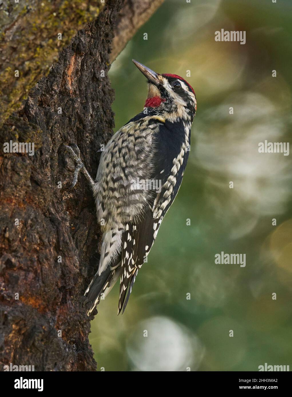 Rotnapter Sapsucker (Sphyrapicus nuchalis) Sacramento County California USA Stockfoto