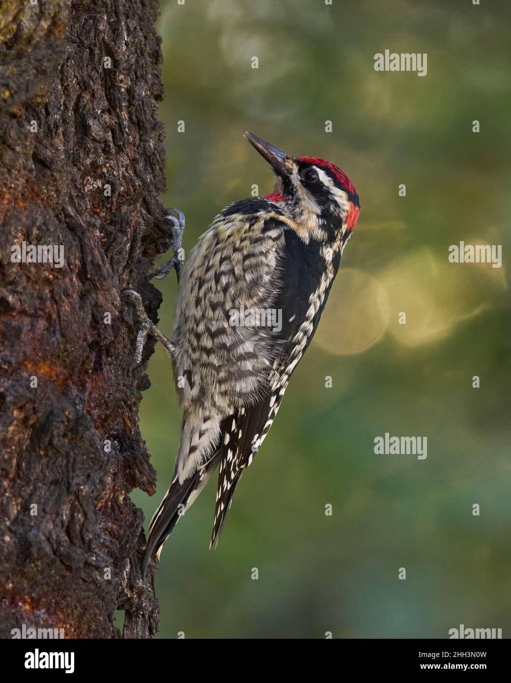 Rotnapter Sapsucker (Sphyrapicus nuchalis) Sacramento County California USA Stockfoto