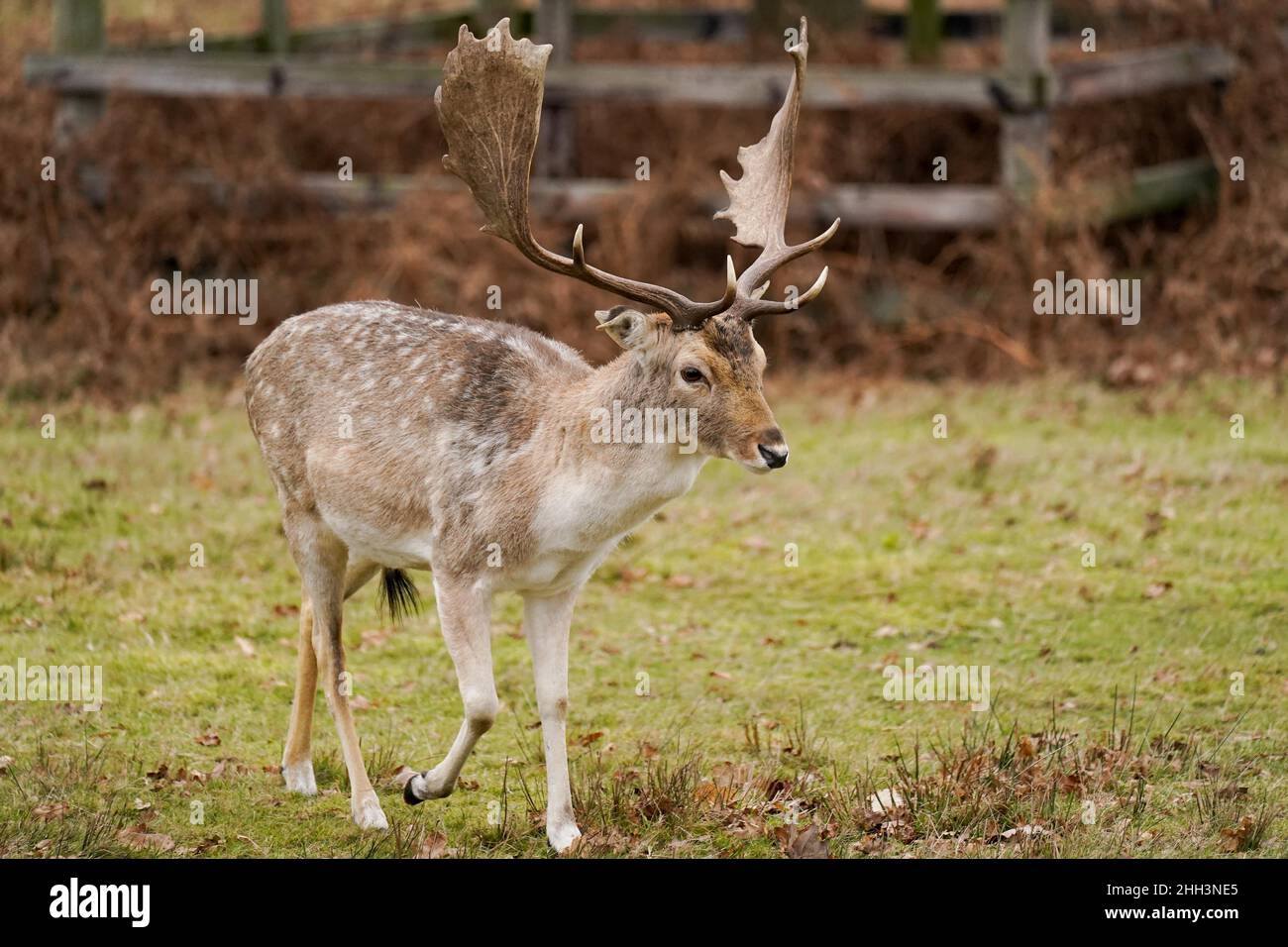 Damwild im Bradgate Park in Leicester an einem kalten und bewölkten Morgen. Bilddatum: Sonntag, 23. Januar 2022. Stockfoto