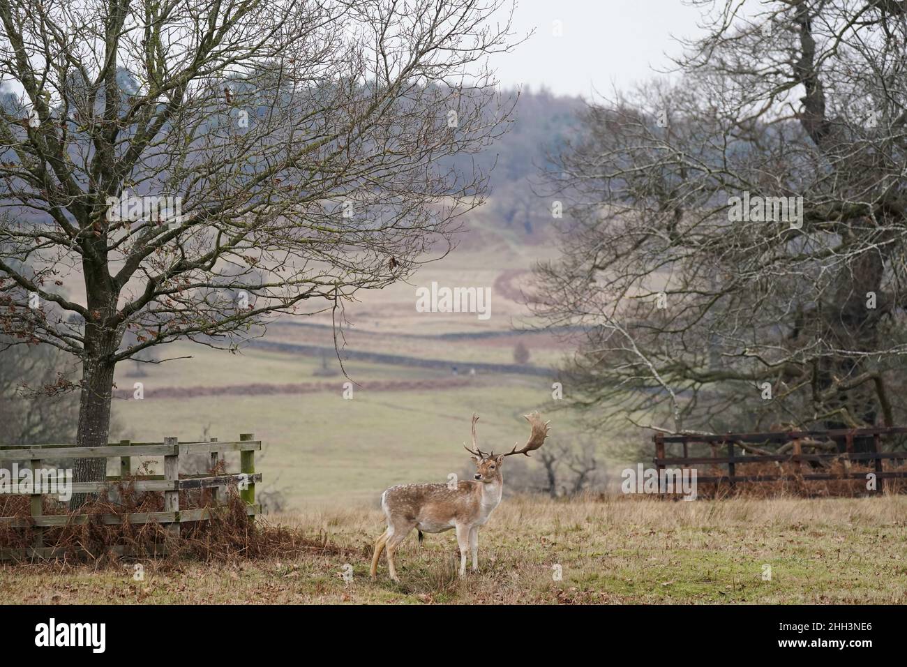 Damwild im Bradgate Park in Leicester an einem kalten und bewölkten Morgen. Bilddatum: Sonntag, 23. Januar 2022. Stockfoto