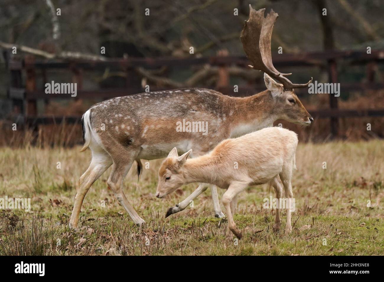 Damwild im Bradgate Park in Leicester an einem kalten und bewölkten Morgen. Bilddatum: Sonntag, 23. Januar 2022. Stockfoto
