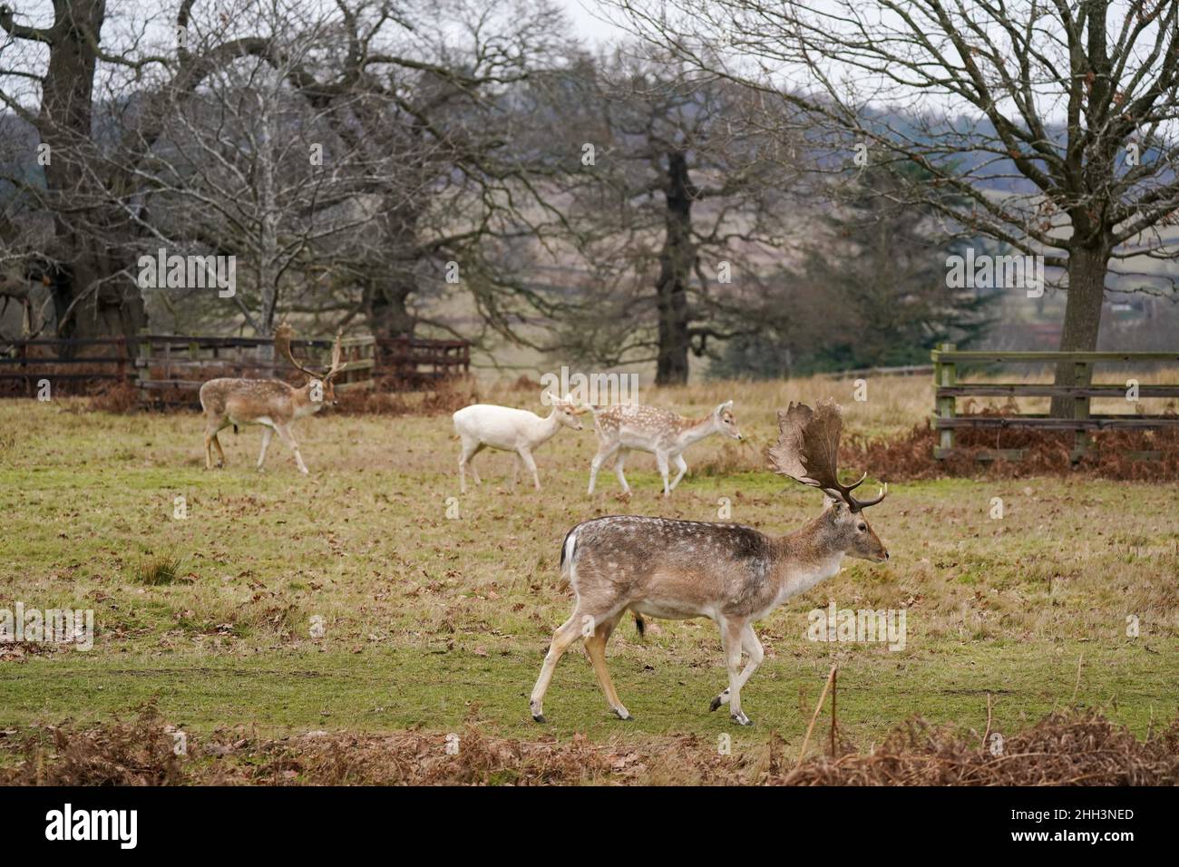 Damwild im Bradgate Park in Leicester an einem kalten und bewölkten Morgen. Bilddatum: Sonntag, 23. Januar 2022. Stockfoto