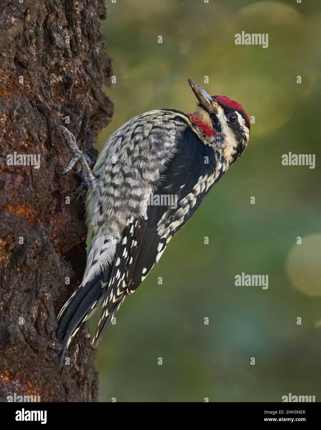 Rotnapter Sapsucker (Sphyrapicus nuchalis) Sacramento County California USA Stockfoto