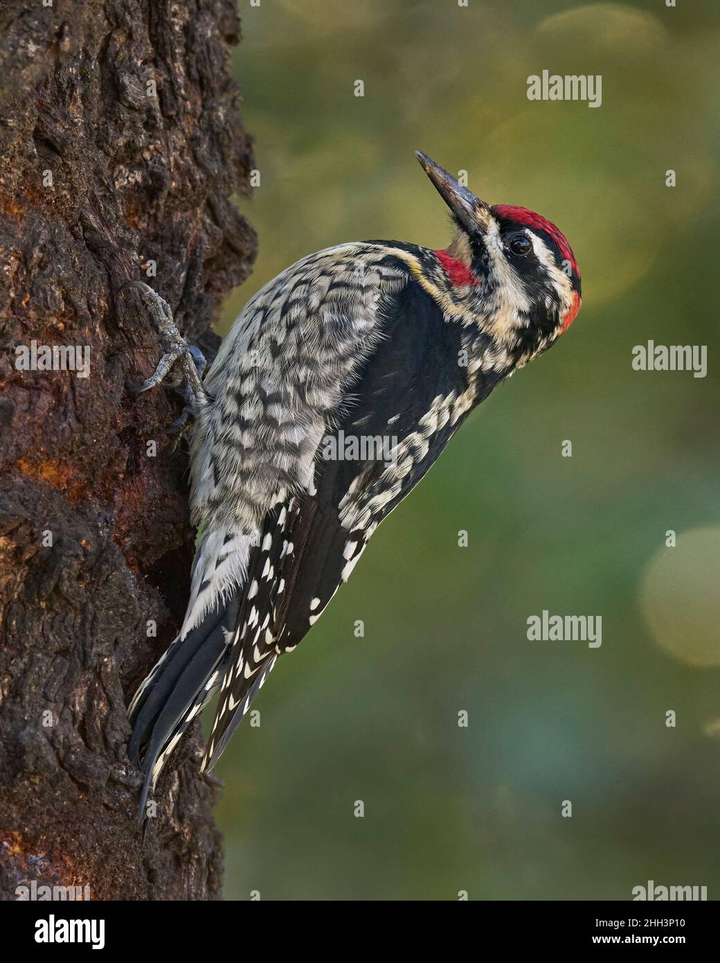 Rotnapter Sapsucker (Sphyrapicus nuchalis) Sacramento County California USA Stockfoto
