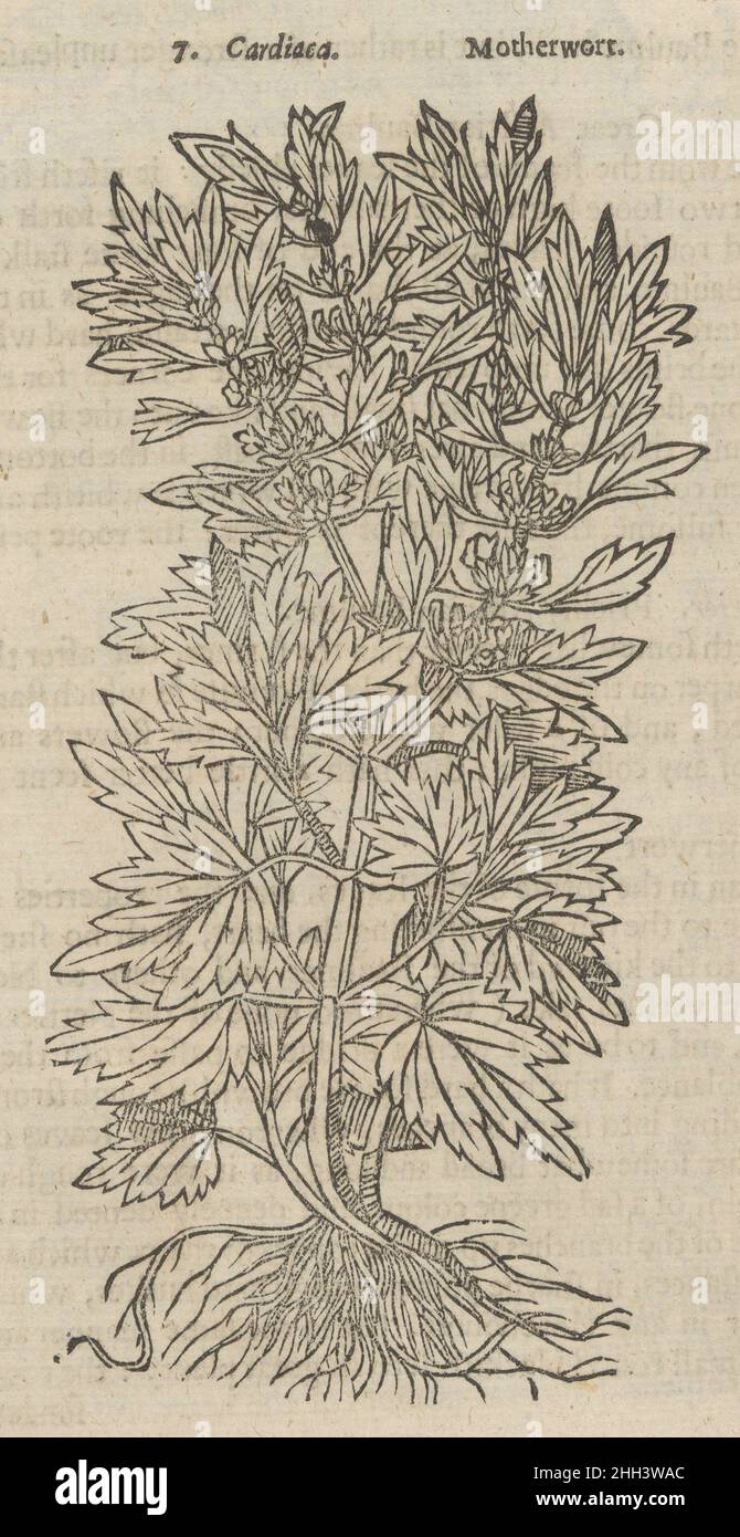 Theatrum Botanicum, das Theater der Pflanzen oder ein Universeller und Compleat Herball. 1640 John Parkinson British. Theatrum Botanicum, das Theater der Pflanzen oder ein Universal und Compleat Herball.. 1640. Abbildungen: Gravur, Holzschnitt. Titelseite gestochen von William Marshall (britisch, aktiv 1617–1649/50). Porträt auf der Titelseite von John Parkinson (britisch, 1567–1650). Bücher Stockfoto