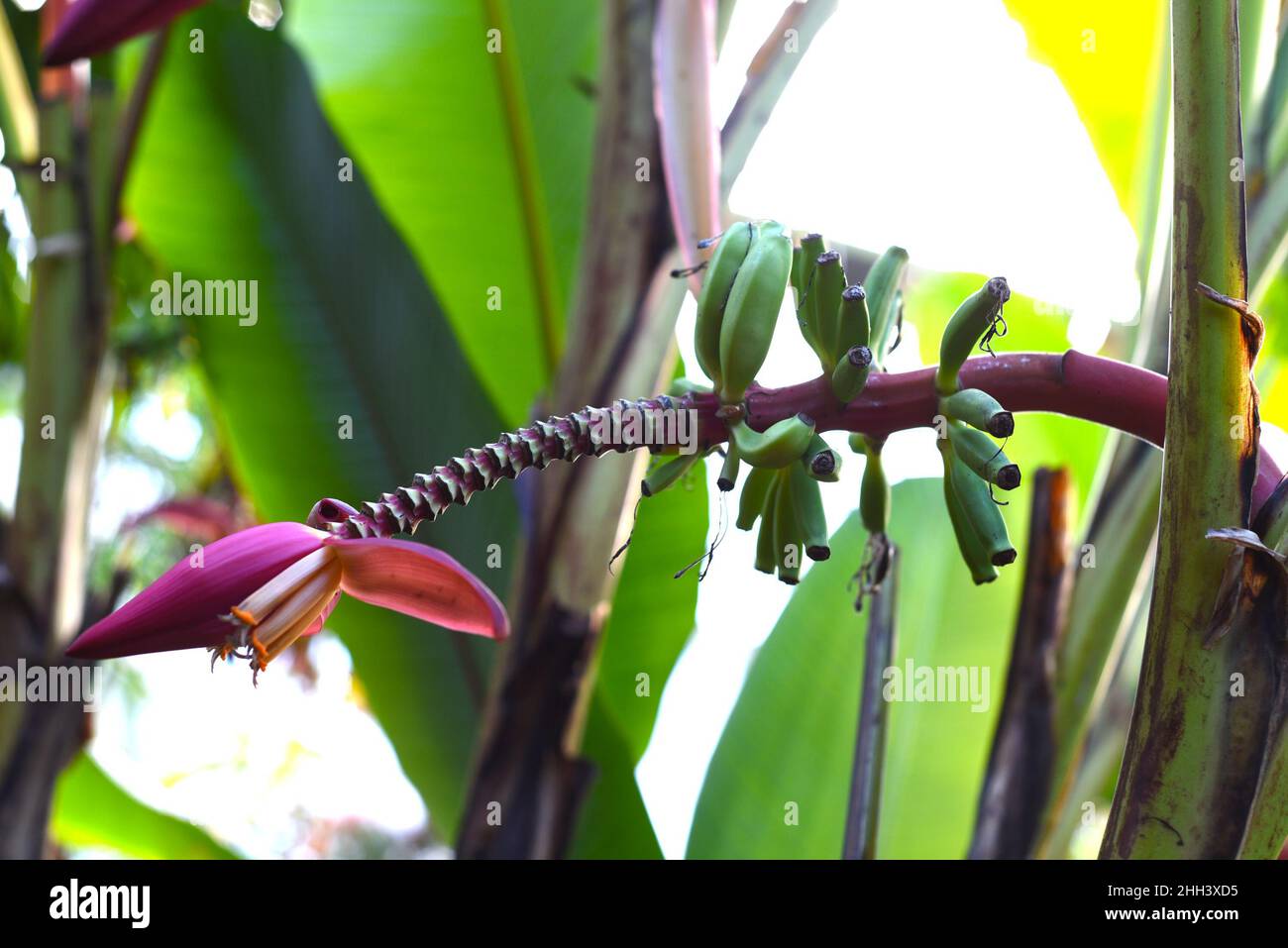 Banane (Musa mannii) oder indische Zwergbanane Stockfoto