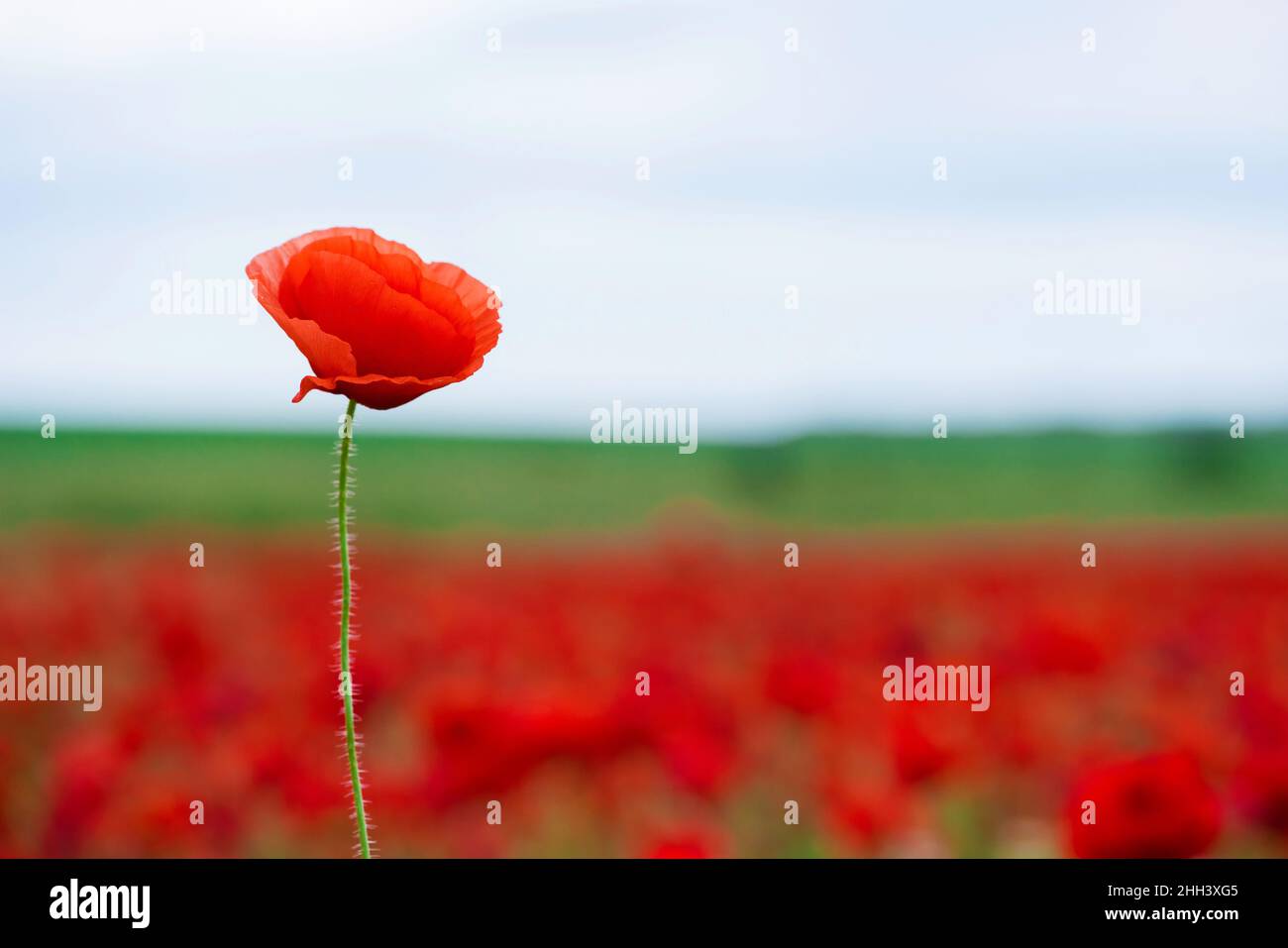 Symbolisches Bild der bulgarischen Nationalflagge. Weiß - ein Symbol der Reinheit und Hoffnung, Grün - ein Symbol der schönen Natur und Rot - ein Symbol des Blutes Stockfoto