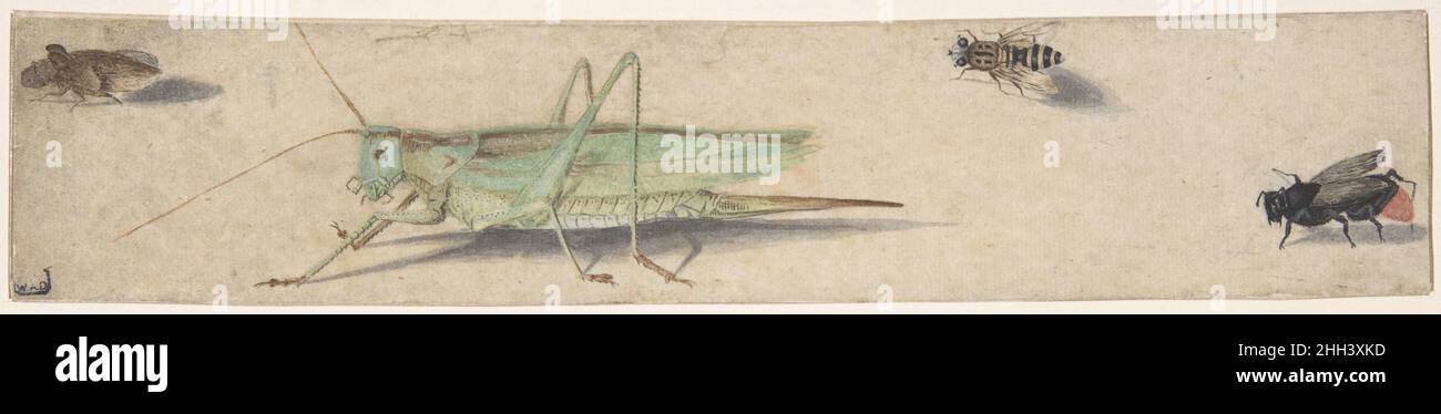 Eine Katydid, eine Fliege, eine Biene und ein Fulgoroid 17th. Jahrhundert (?) Anonym, Niederländisch, 17th. Jahrhundert Niederländisch Diese holländische Zeichnung, wahrscheinlich im 17. Jahrhundert angefertigt, illustriert ein neues Interesse an der Beobachtung und Dokumentation von Insekten, die in früheren Perioden als nicht ernsthaft untersucht wurden. Die Schatten dieser Organismen drücken Realismus aus, obwohl die Illusion durch die unterschiedlichen Positionen der Insekten erschwert wird: Einige wurden von oben gefangen, andere von der Seite gesehen. Die kleine Größe und horizontale Ausrichtung dieses rechteckigen Blattes, von dem letzteres den länglichen Körper der Katydid betont, Stockfoto