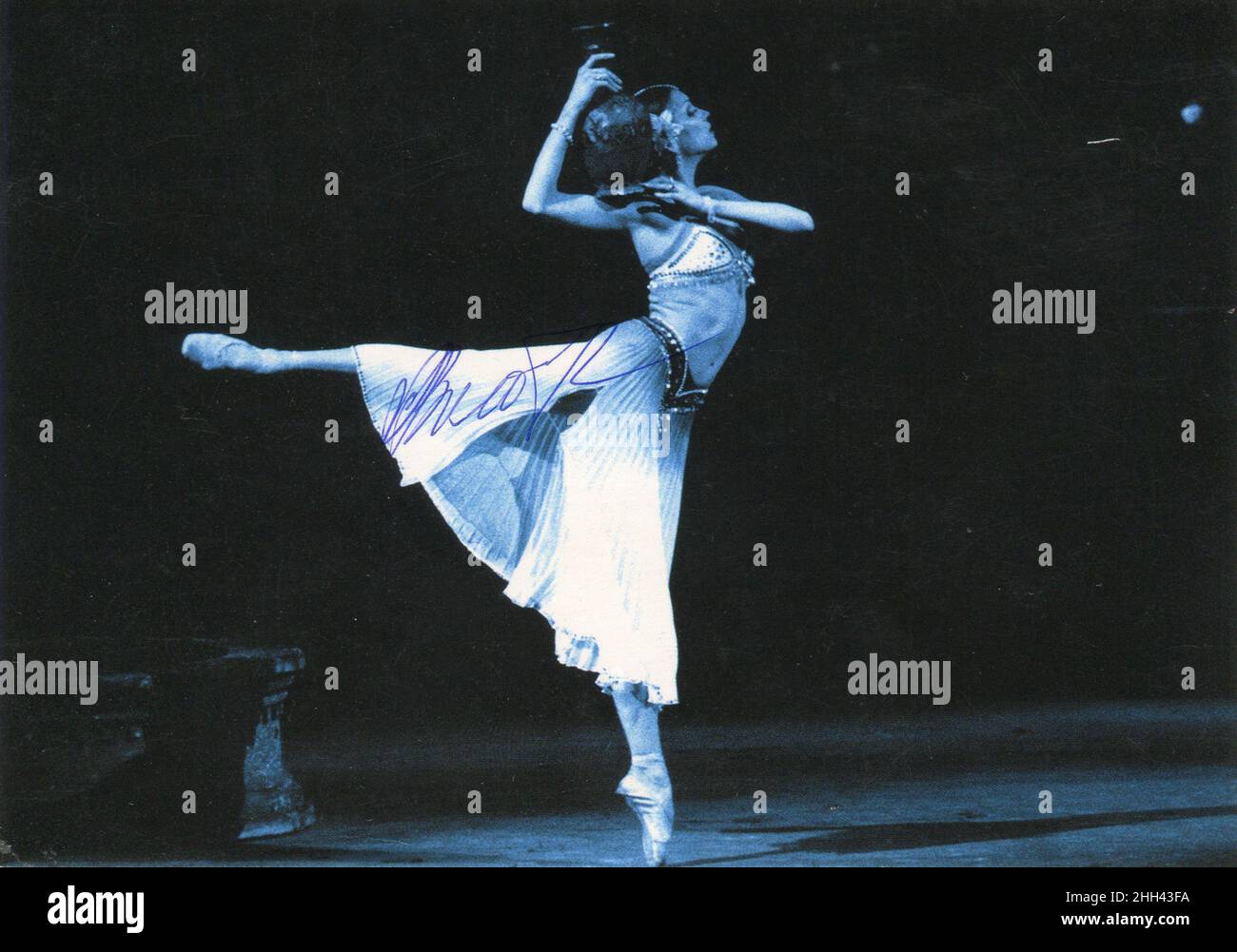 Kamerada soqollangan mushuk