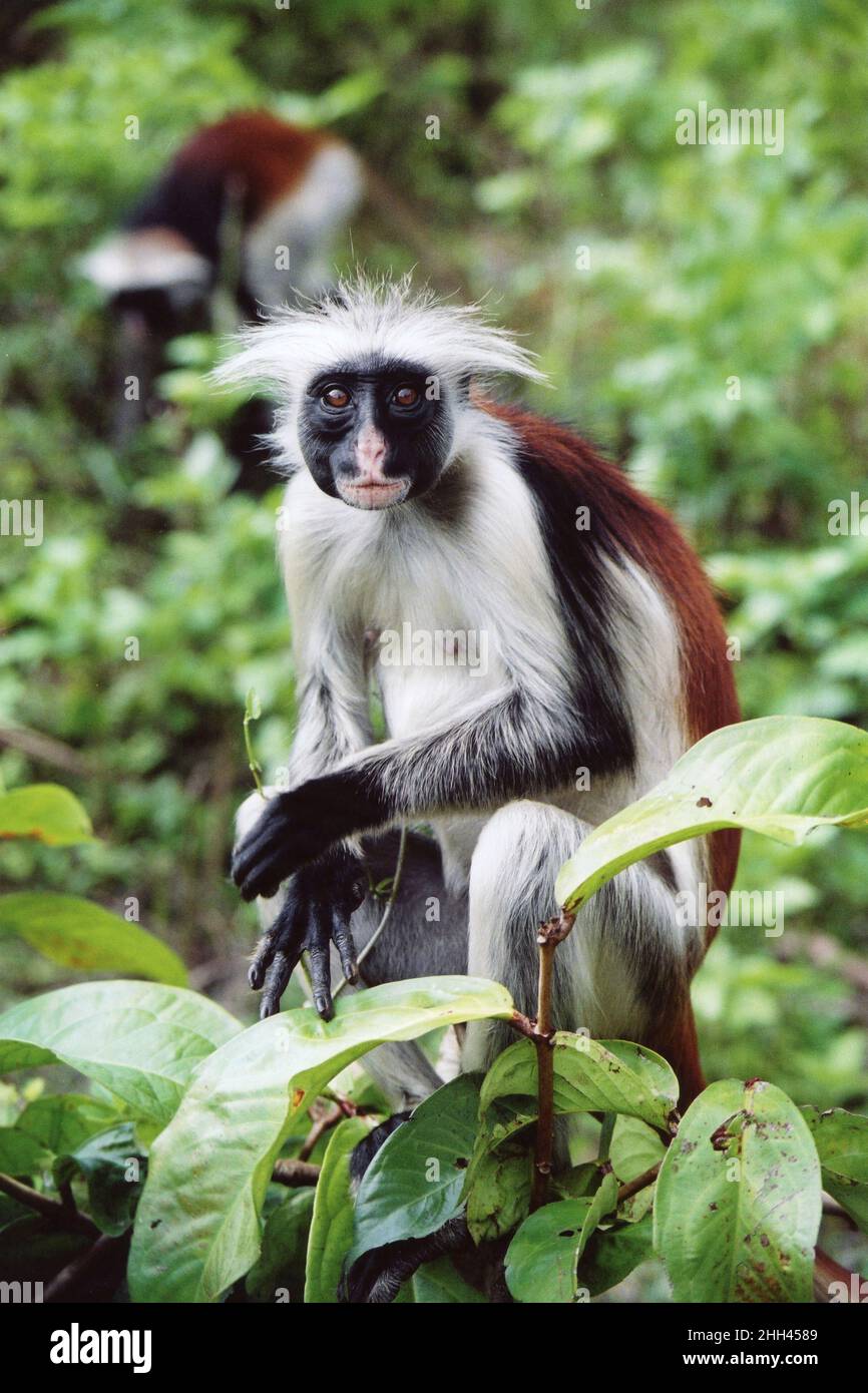 Sansibar Red Colobus (Piliocolobus kirkii), auch bekannt als Kirk's Red Colobus Stockfoto