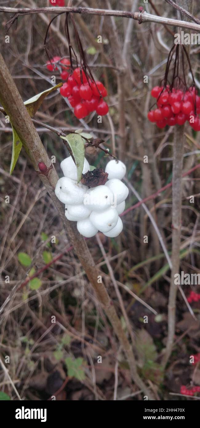 Teichpflanzen Stockfoto