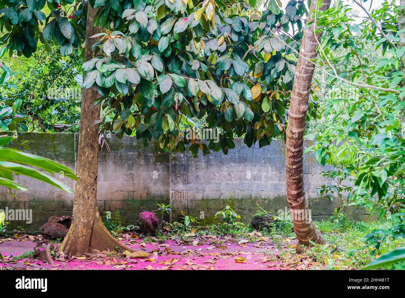 Malaiischer Rosenapfelbaum und Boden mit seinen Blumen bedeckt. Syzygium malaccense. Sansibar, Tansania Stockfoto