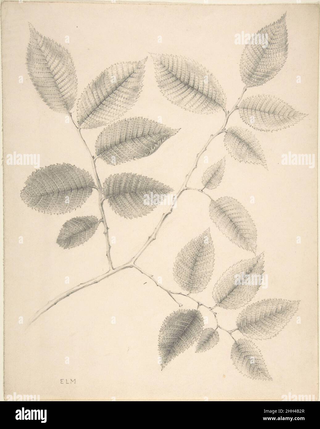 Elm verlässt 19th Jahrhundert Anonym, britisch, 19th Jahrhundert britisch. Elm Verlässt 386441 Stockfoto