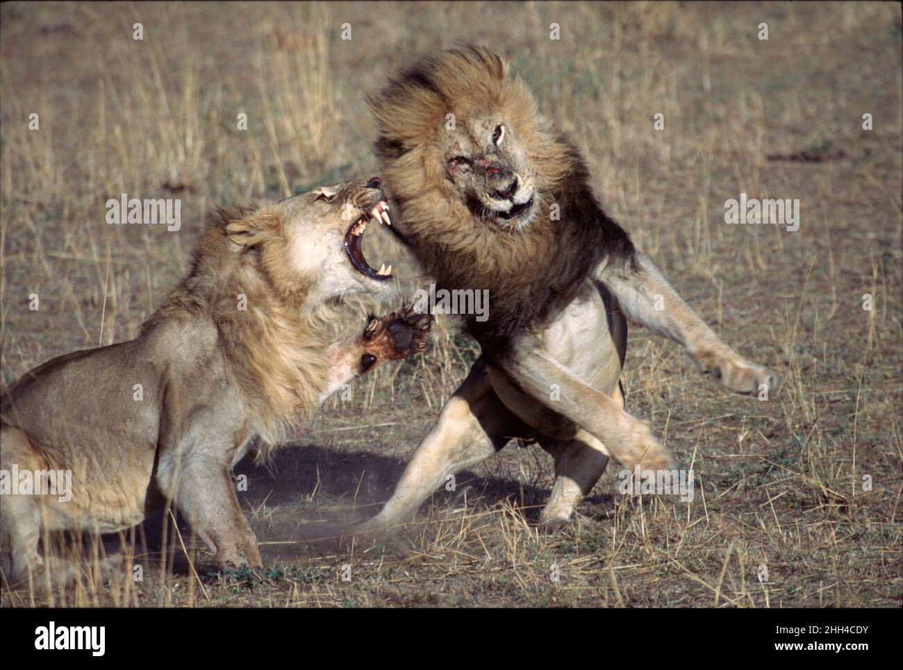 Zwei männliche afrikanische Löwen (Panthera leo) kämpfen im Maasi Mara National Reserve, Kenia, um Nahrung Stockfoto