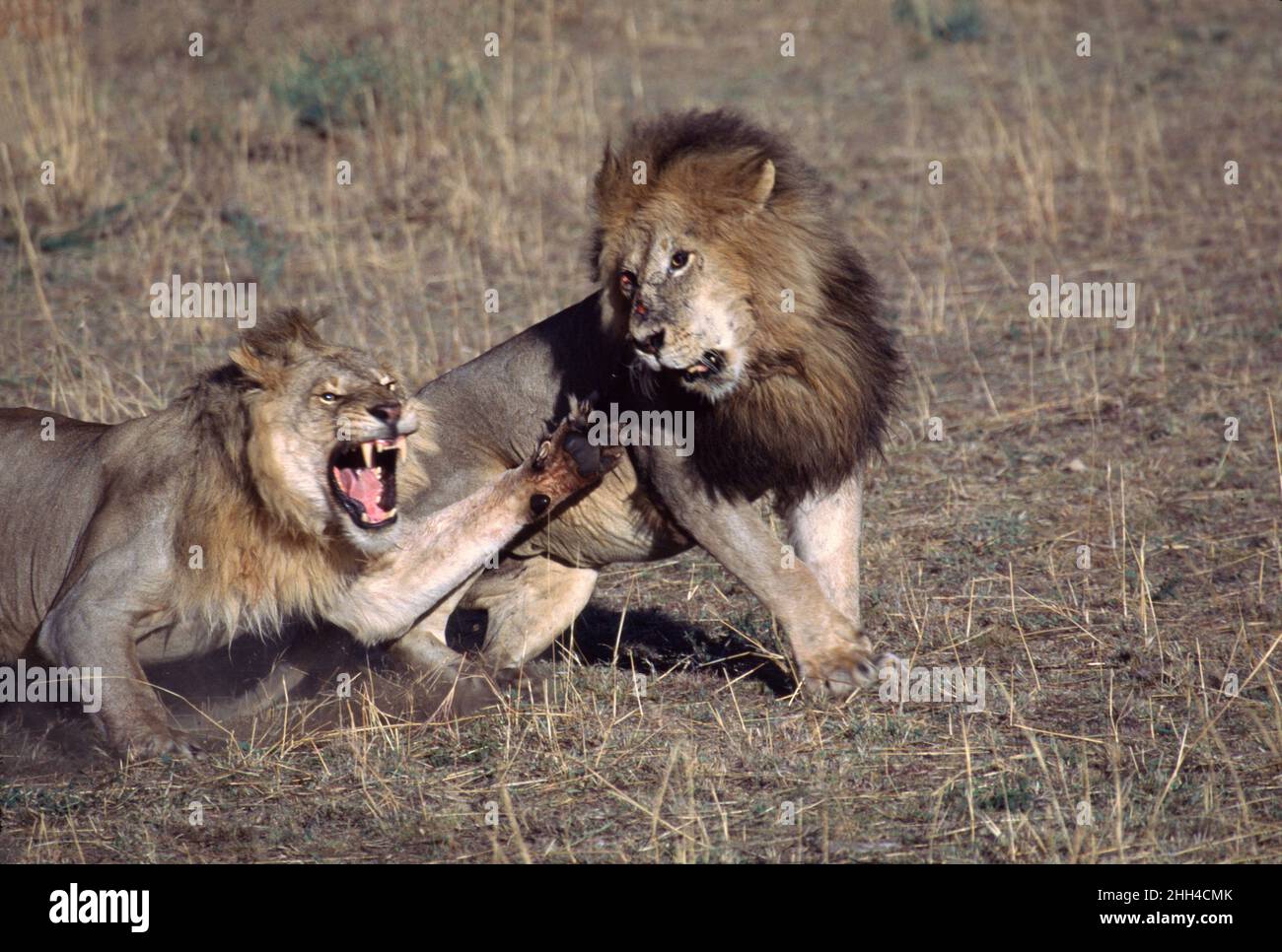Zwei männliche afrikanische Löwen (Panthera leo) kämpfen im Maasi Mara National Reserve, Kenia, um Nahrung Stockfoto