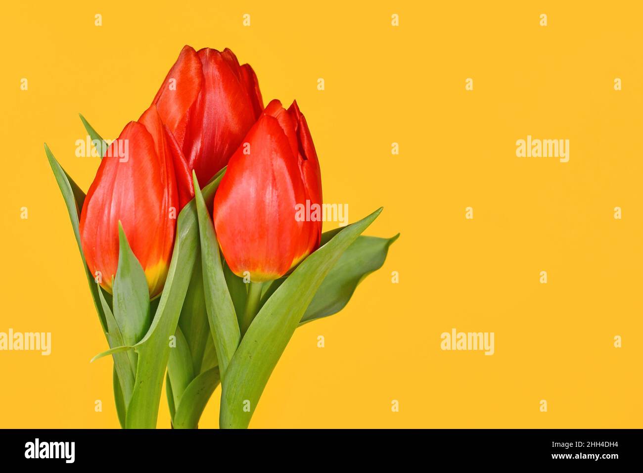 Blühende rote Tulpenblüten auf der Seite des leuchtend gelben Hintergrunds mit Kopierraum Stockfoto