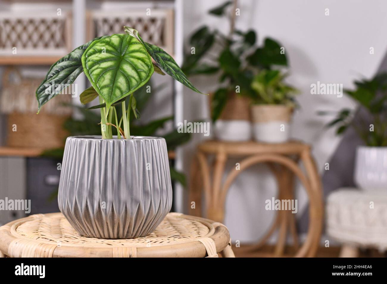 Exotische 'Arocasia Baginda Dragon Scale'-Zimmerpflanze im Blumentopf auf dem Tisch im Wohnzimmer im Boho-Stil Stockfoto