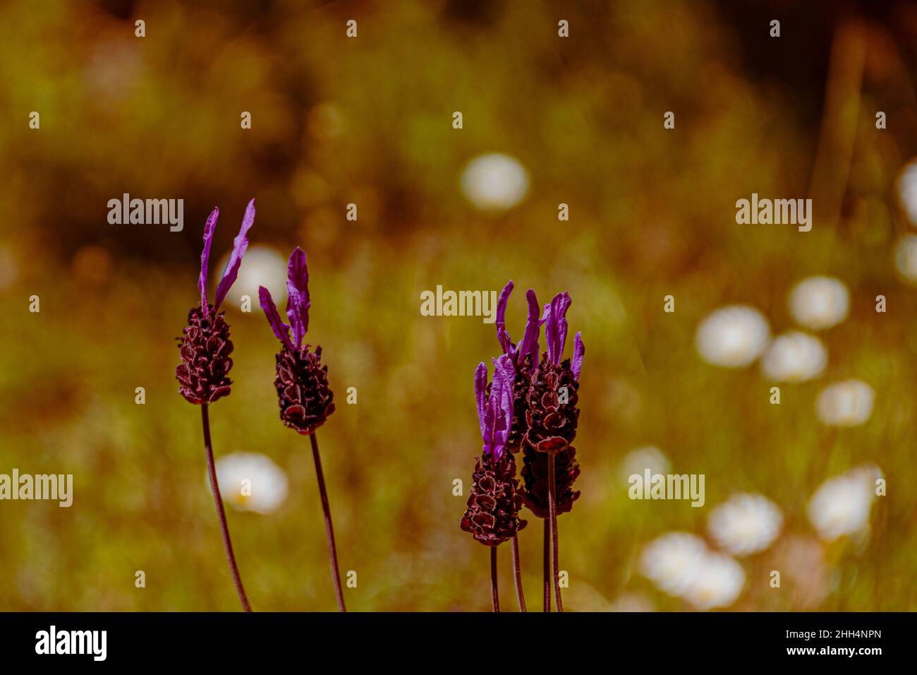 Nahaufnahme von Stöckas-Lavendel mit ihren aufrechten Stielen und violetten Blüten an einem Sommertag. Stockfoto