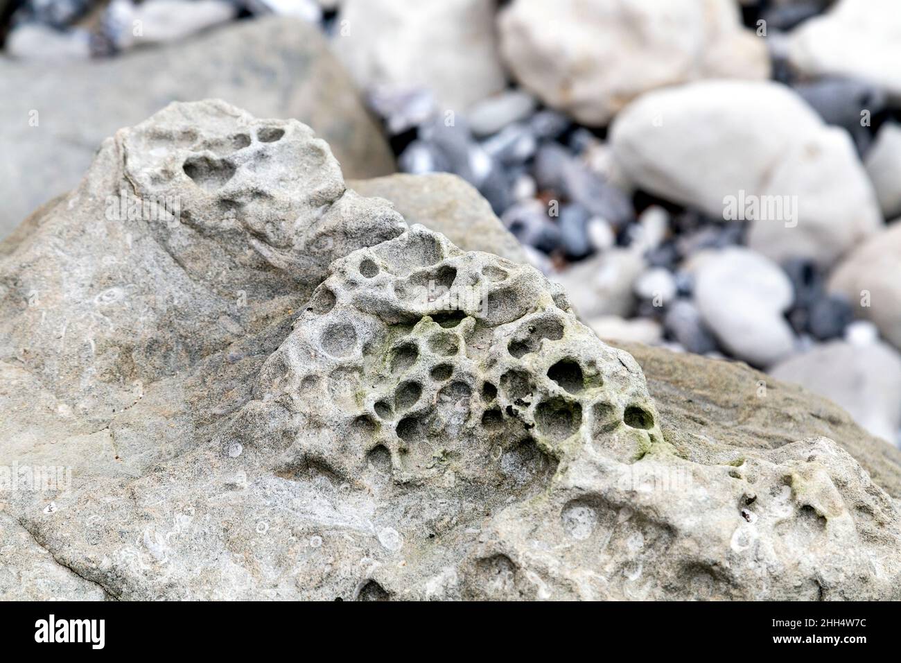 Meeresschwamm-Fossilien in einem Felsen bei Beachy Head, Eastbourne, Großbritannien Stockfoto
