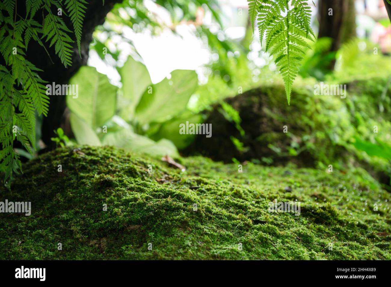 Auf rauem Stein und grünen Blättern im Garten wächst wunderschönes grünes Moos. Natur Tapete und Hintergrund Stockfoto