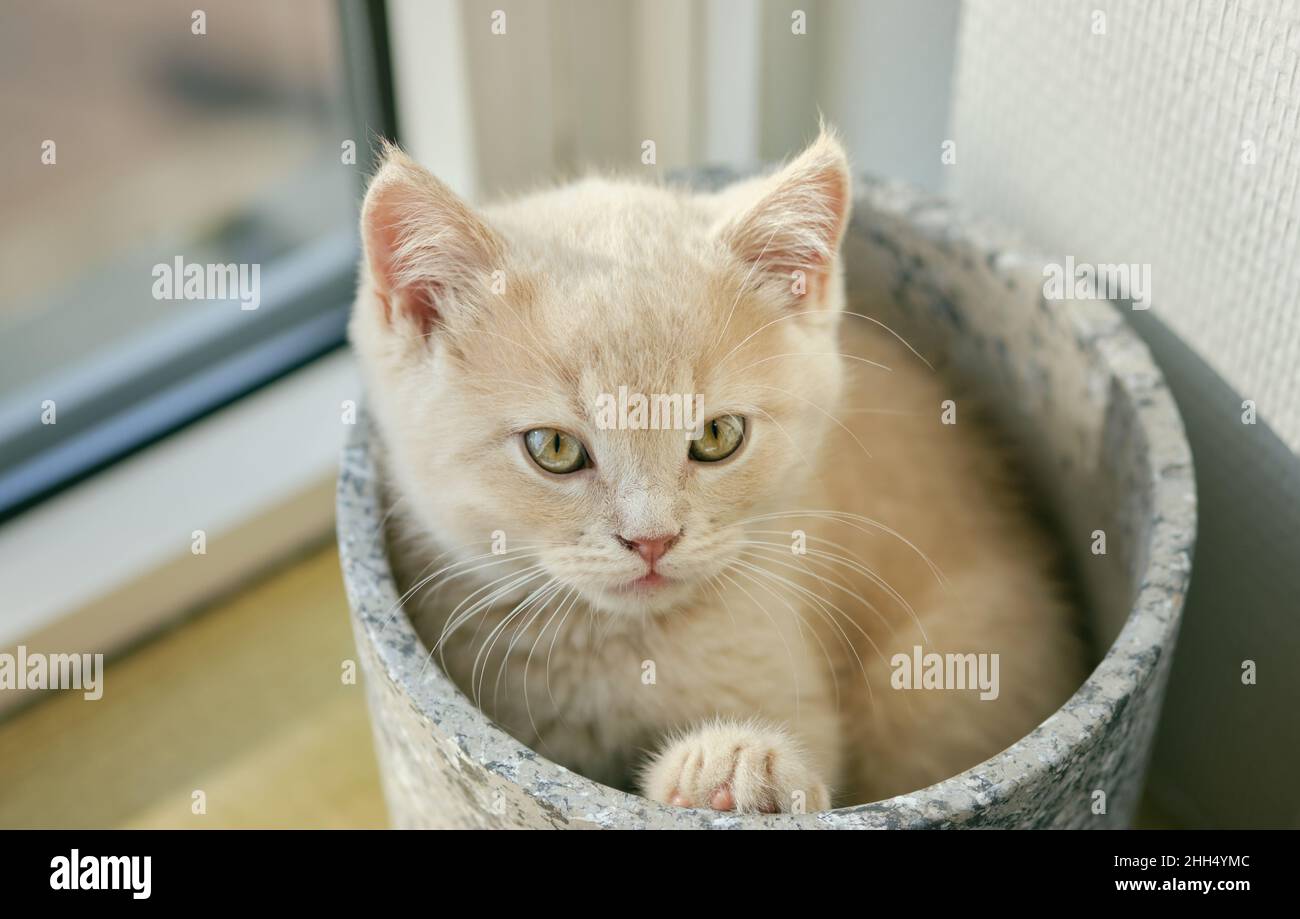 Nahaufnahme eines rothaarigen Kätzchens, das in einem Keramiktopf auf einer sonnigen Fensterbank sitzt und die Kamera anschaut Stockfoto