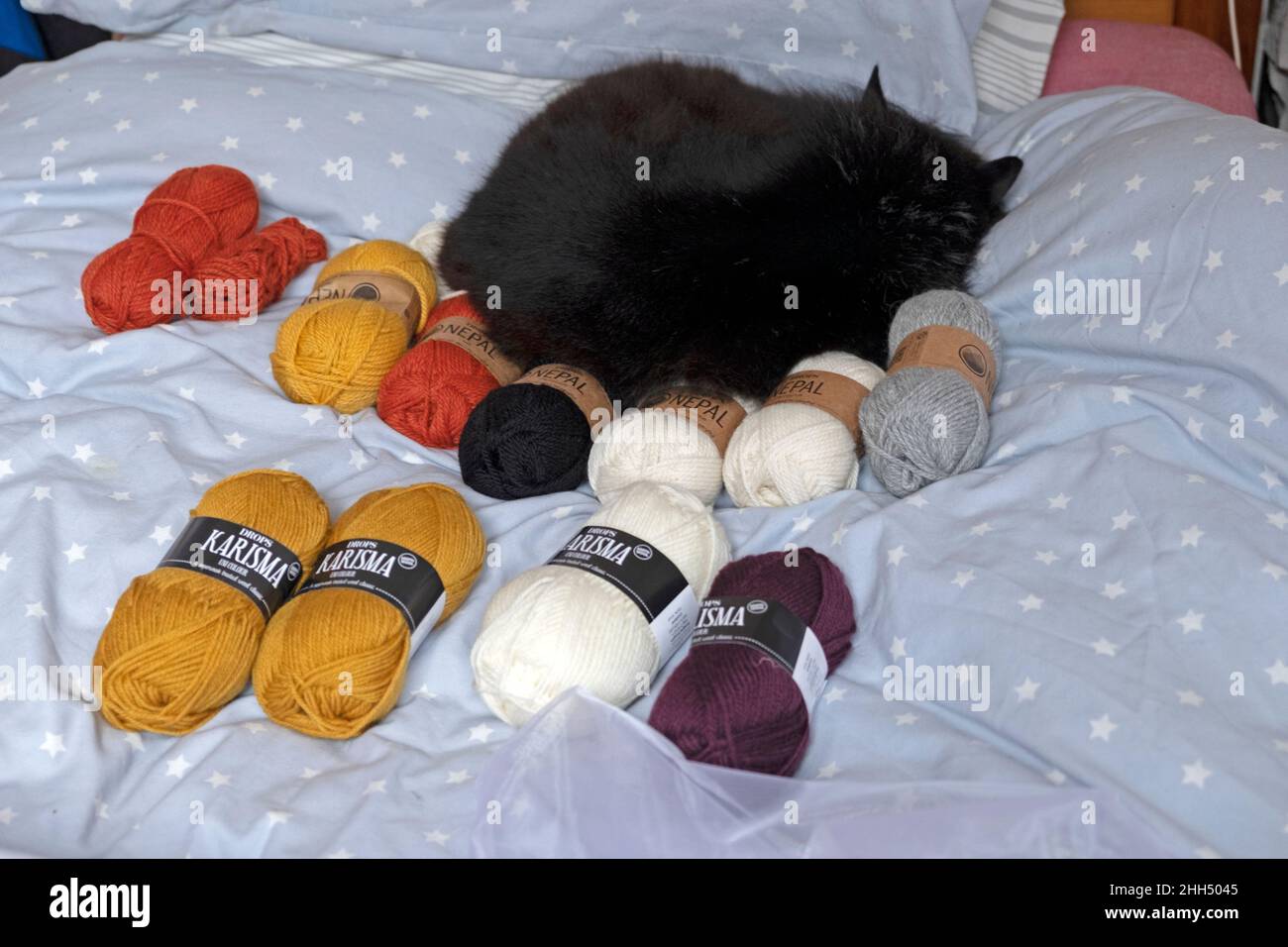 Schwarze Katze schläft auf einem Bett mit bunten bunten bunten Kugeln aus Strickwolle Wales UK KATHY DEWITT Stockfoto