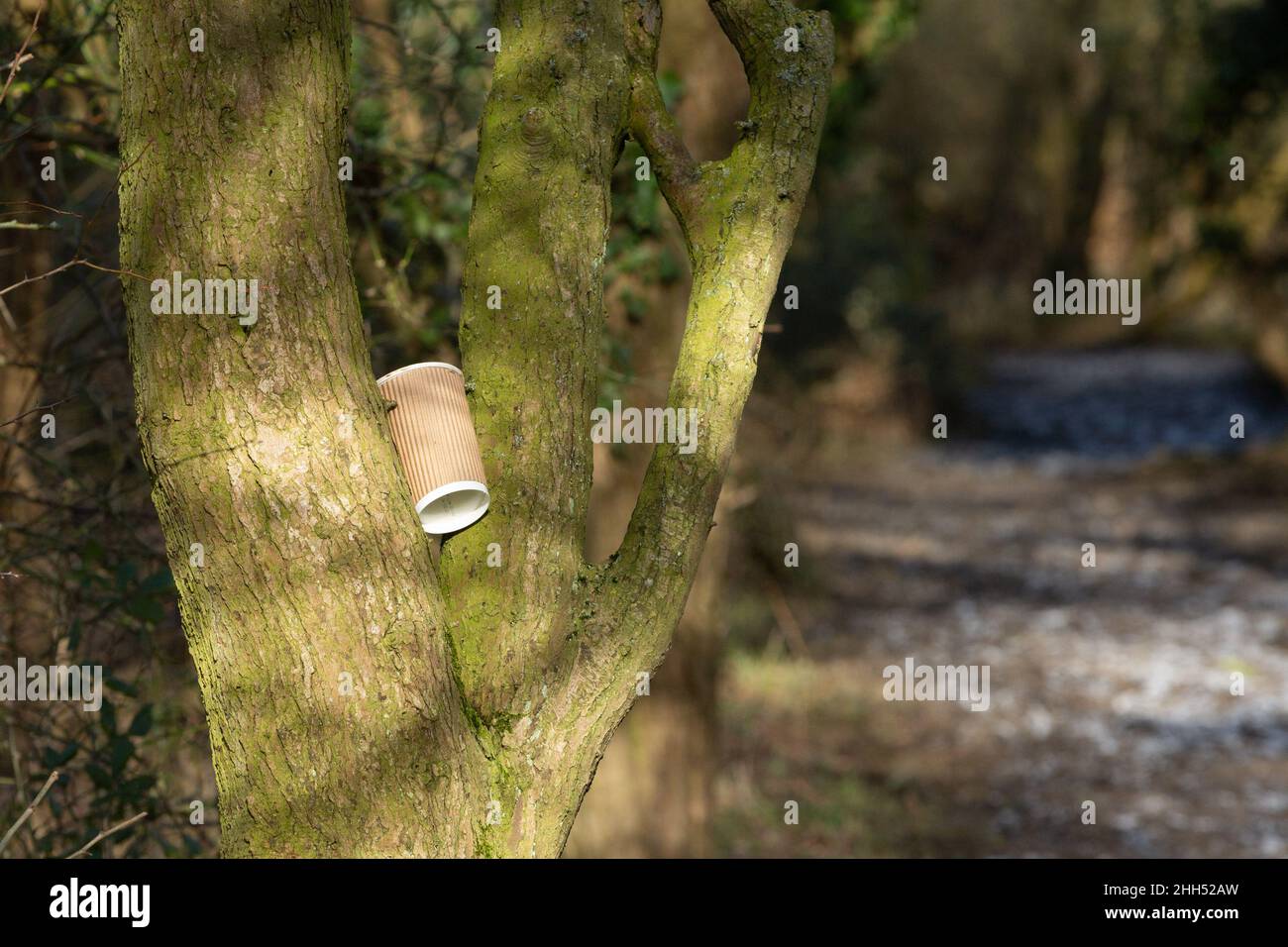 Eine ausrangierte Kaffeetasse, die in einem Baum in einem Landschaftspark untergebracht war Stockfoto