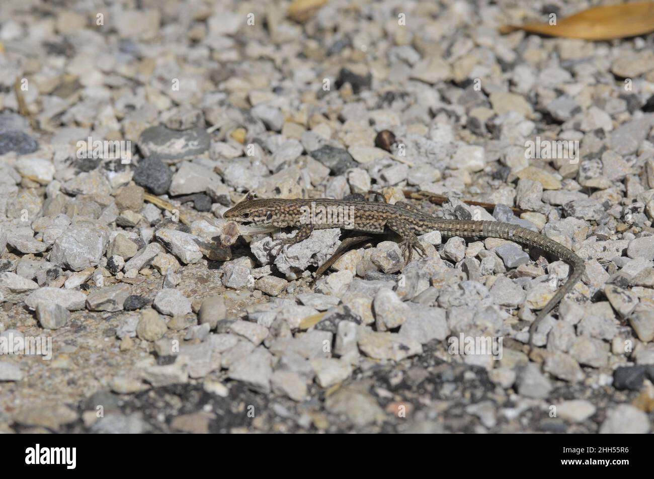 Gemeine Mauereidechse - Europäische Mauereidechse (Podarcis muralis) beim Fang einer Beute (Motte) Aveyron - Frankreich Stockfoto