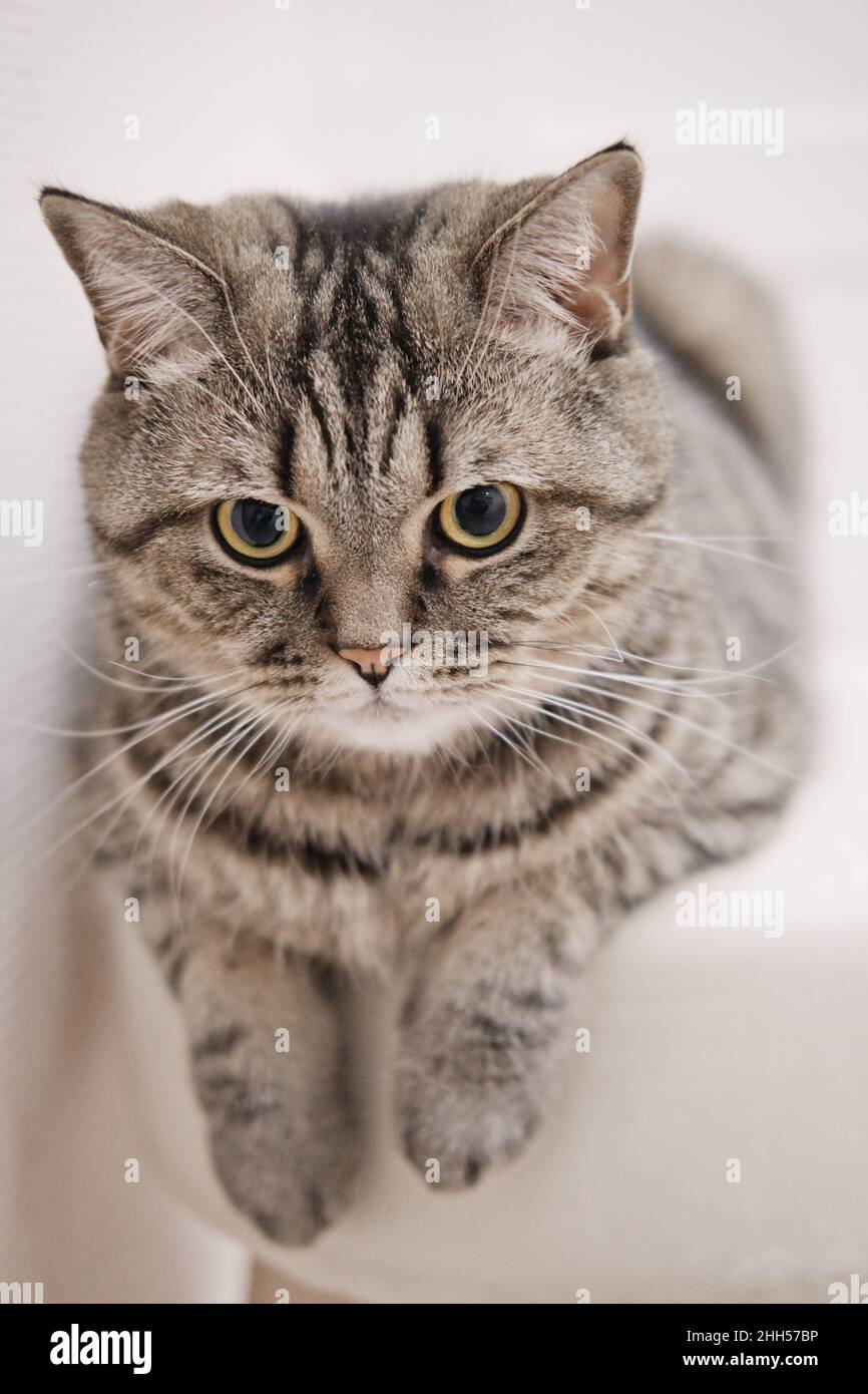 Niedliche graue Katze liegt auf einem weichen Ottoman mit hängenden Pfoten Stockfoto