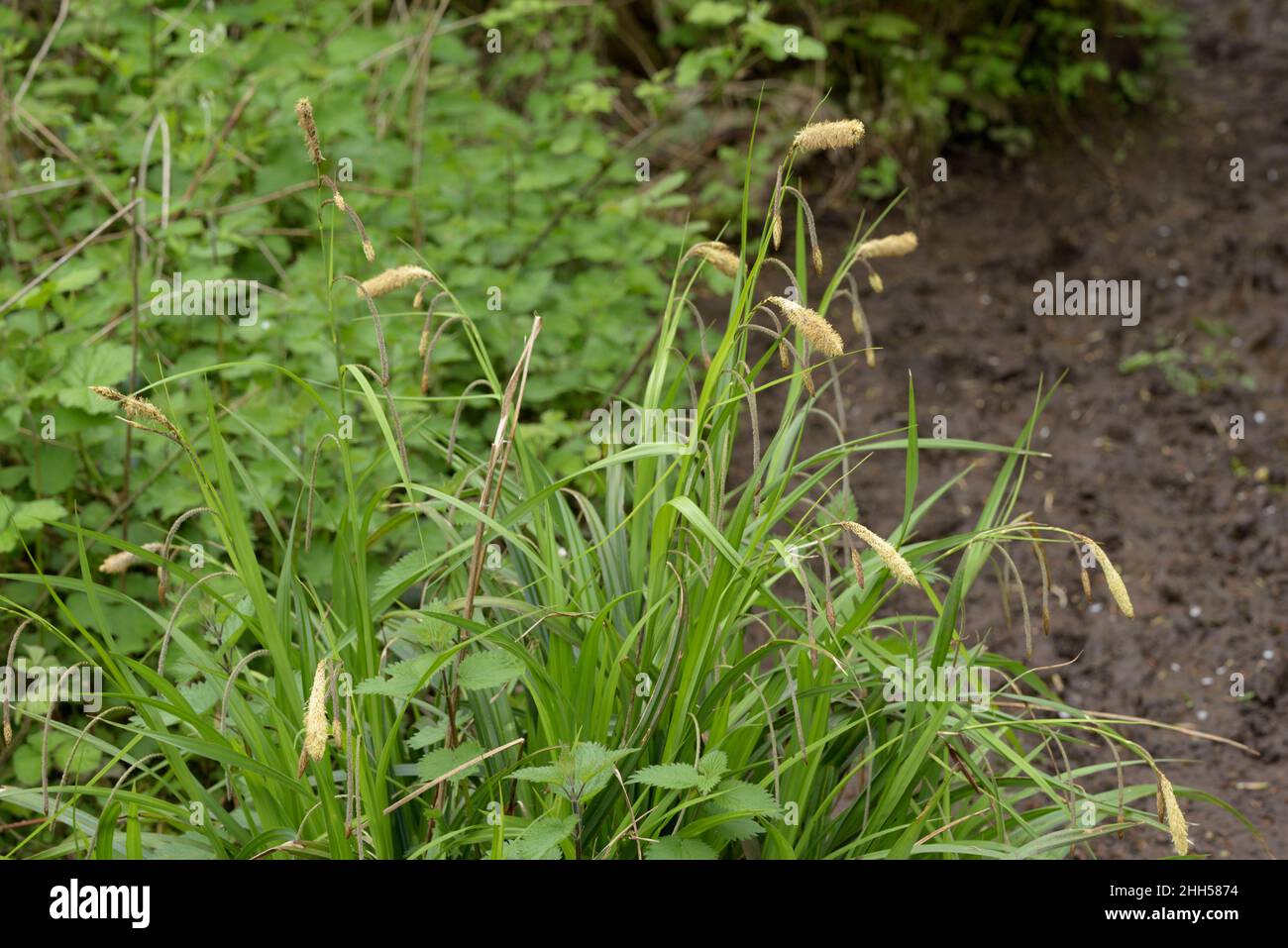 Hängende Säge, Carex-Pendel Stockfoto