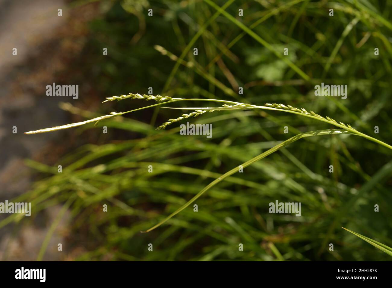 Dünnstacheliges Holzsegel, Carex strigosa Stockfoto