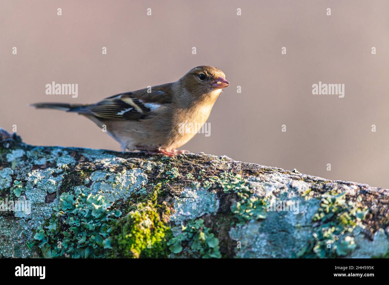Weibchen des gemeinen Chaffinch, Fringilla-Koelebs im Lebensraum Stockfoto
