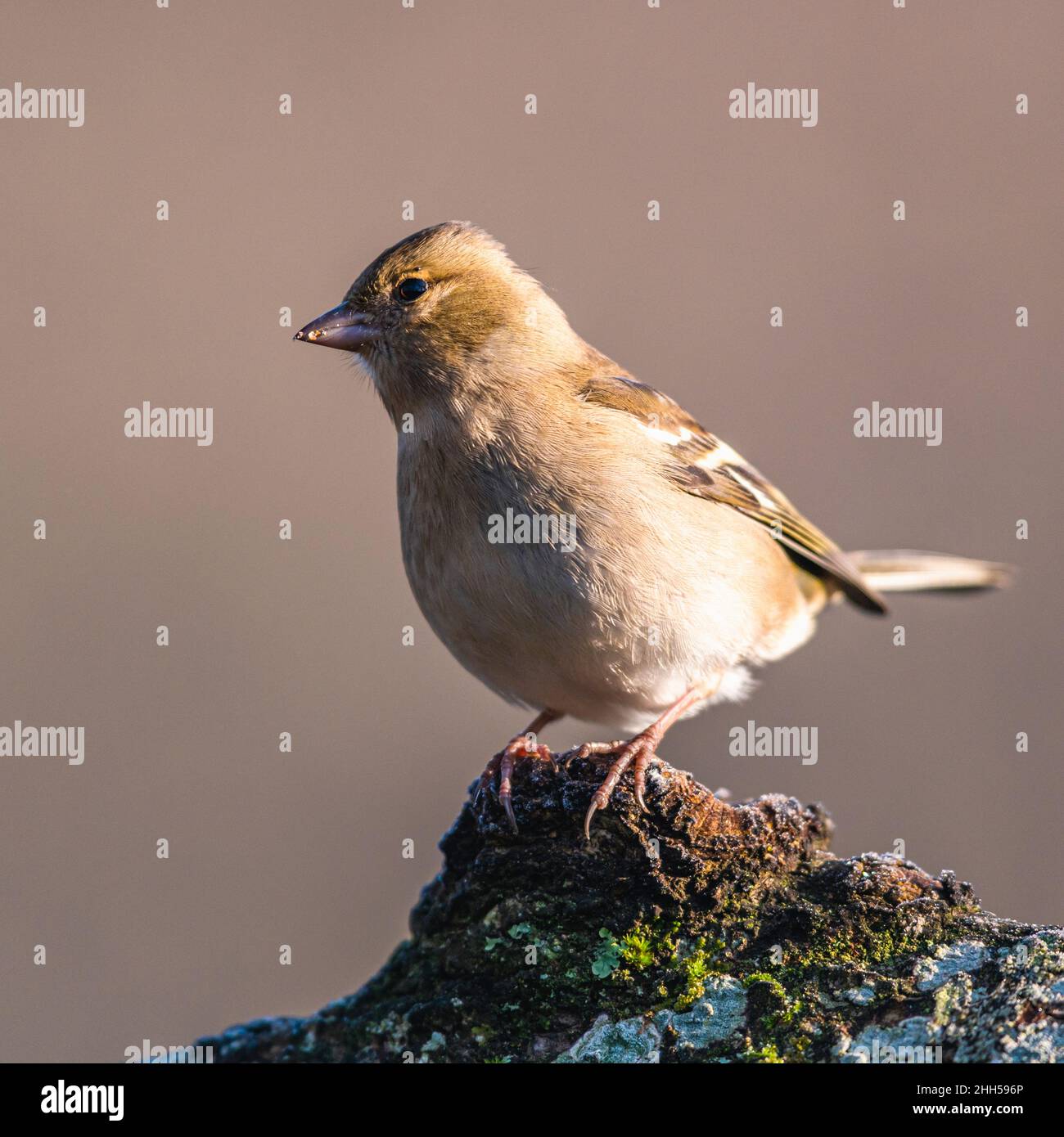 Weibchen des gemeinen Chaffinch, Fringilla-Koelebs im Lebensraum Stockfoto