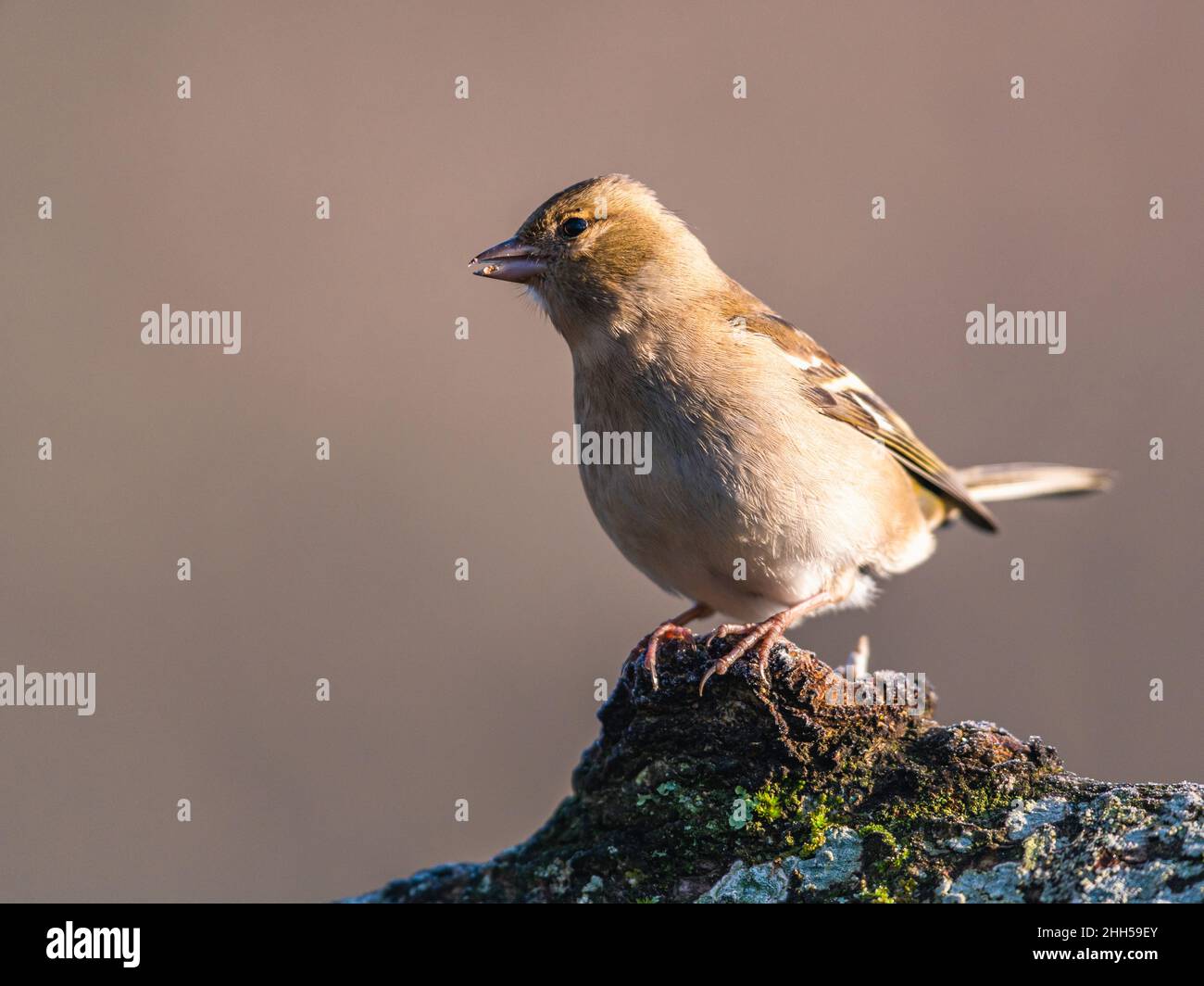 Weibchen des gemeinen Chaffinch, Fringilla-Koelebs im Lebensraum Stockfoto