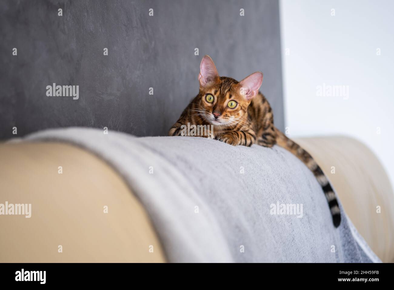 Bengal Katze liegt auf einem hellen Ledersessel Stockfoto