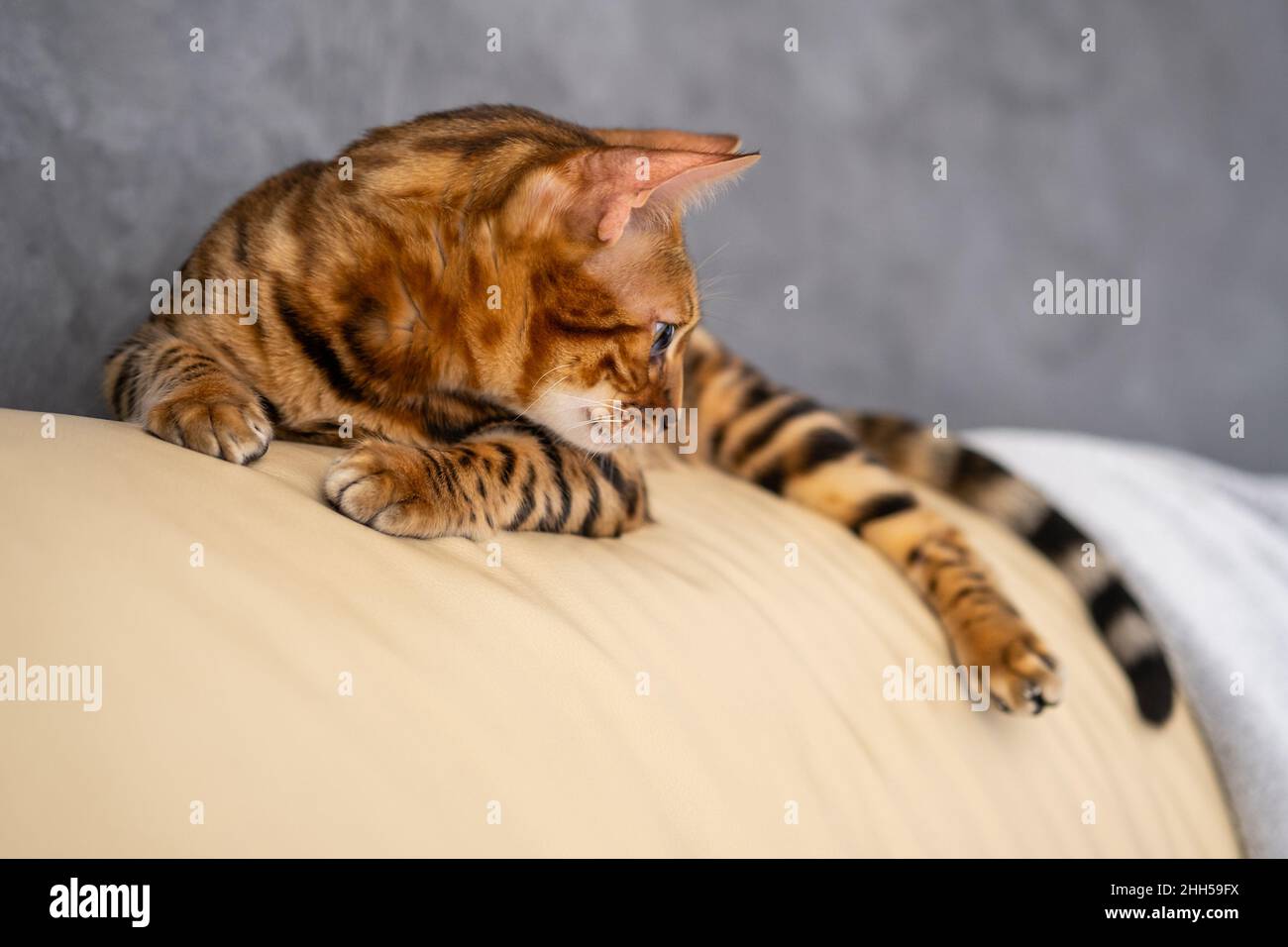 Bengal Katze liegt auf einem hellen Ledersessel Stockfoto