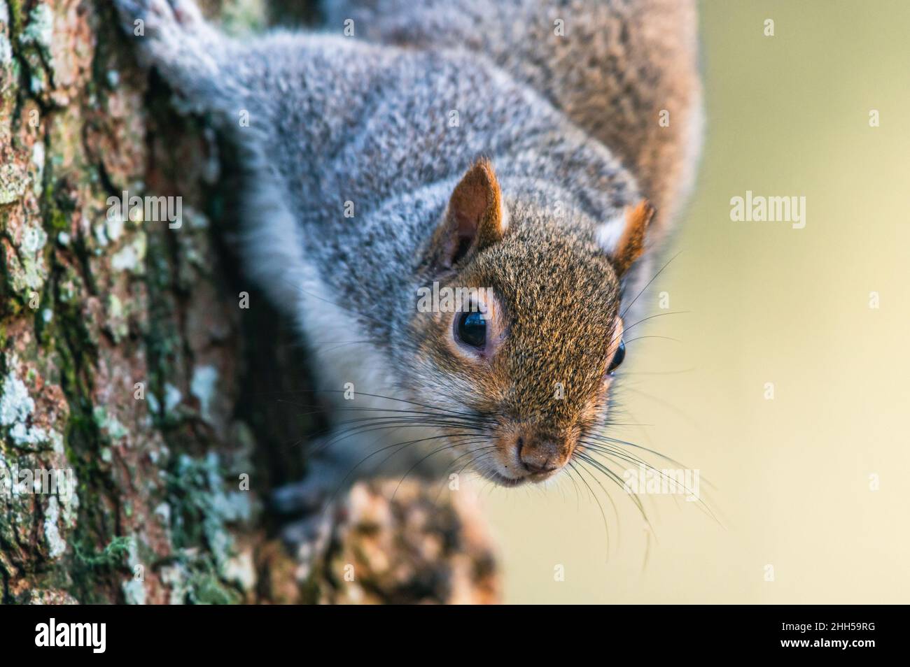 Eastern Grey Squirrel, Sciurus carolinensis in der Umwelt Stockfoto