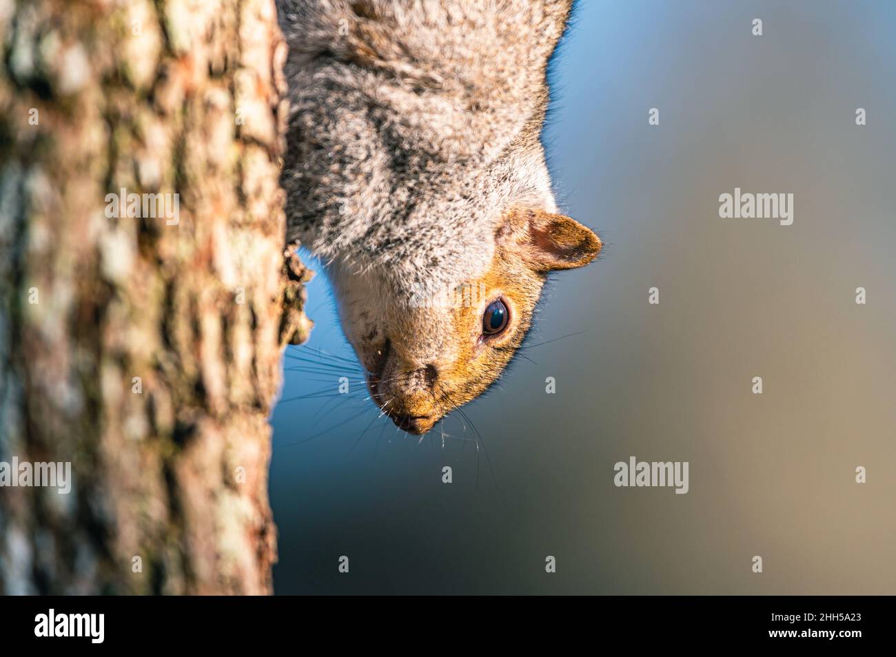 Eastern Grey Squirrel, Sciurus carolinensis in der Umwelt Stockfoto