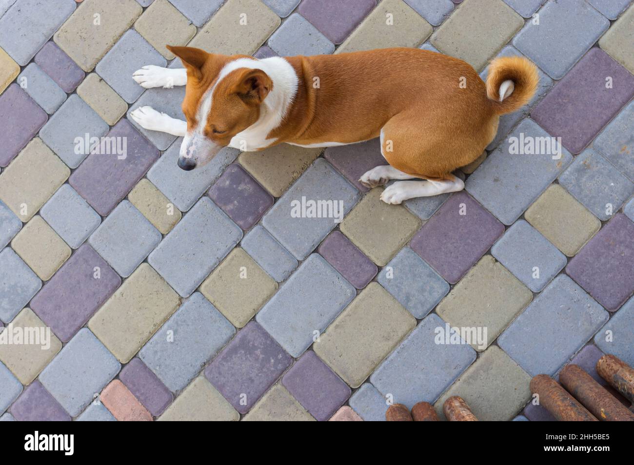Draufsicht auf den jungen basenji-Hund, der auf einem Straßenbelag liegt Stockfoto