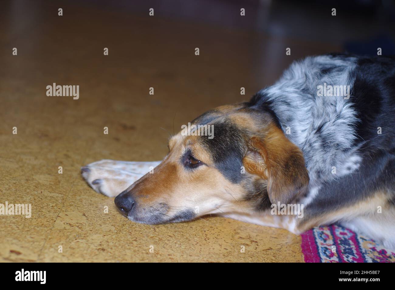Innenportrait eines niedlichen Jagdhundes, der auf einem Boden liegt, während der wartende Meister nach Hause zurückkehren würde Stockfoto