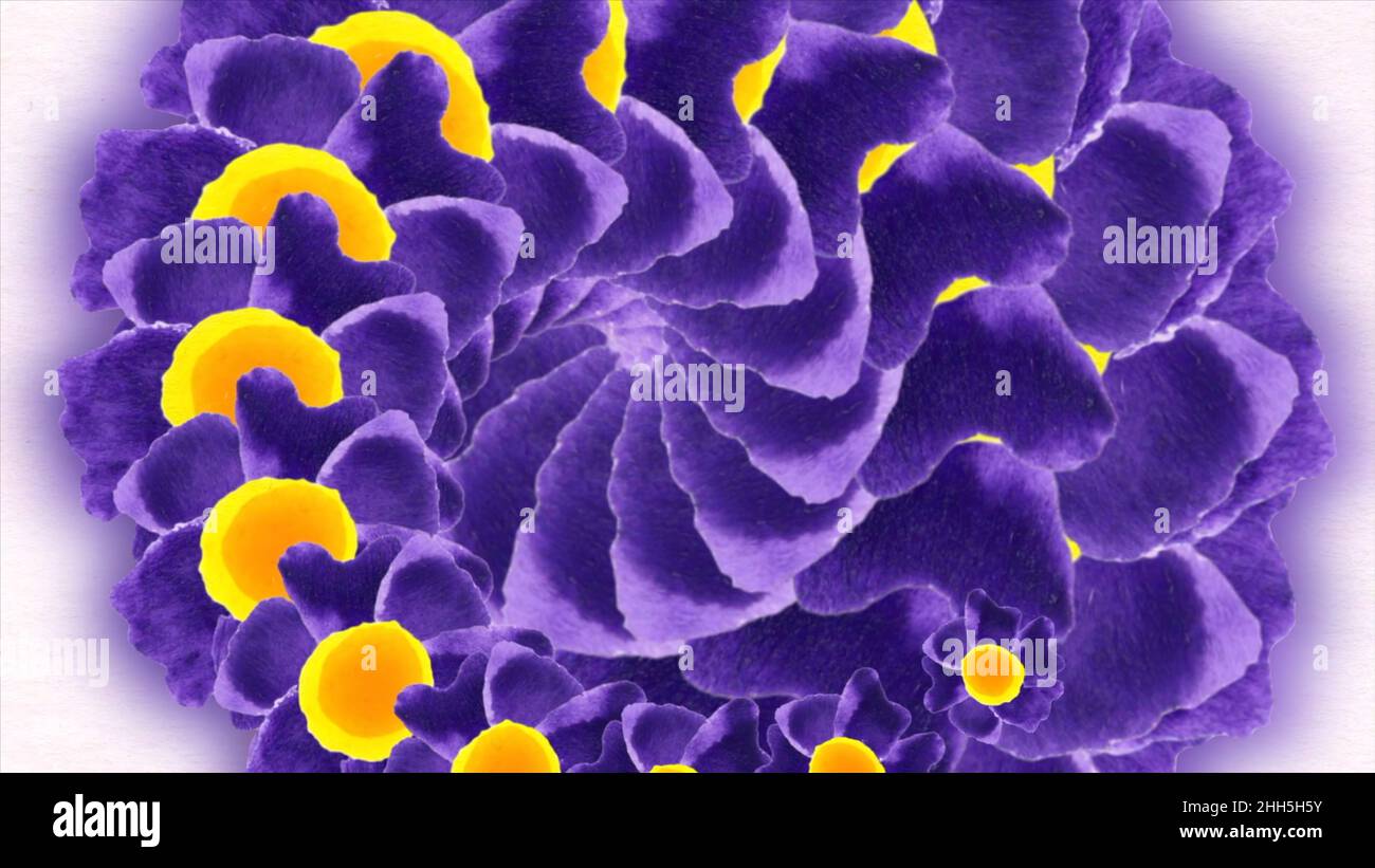 Abstrakte High Definition-CGI-Bewegungshintergründe, ideal für die Bearbeitung, LED-Hintergründe oder Ausstrahlung mit einem gelben und violetten Fraktal wie Blume Stockfoto