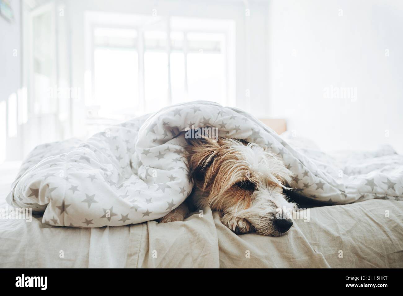 Hund schlafen kopie platz Fotos und Bildmaterial in hoher Auflösung Alamy