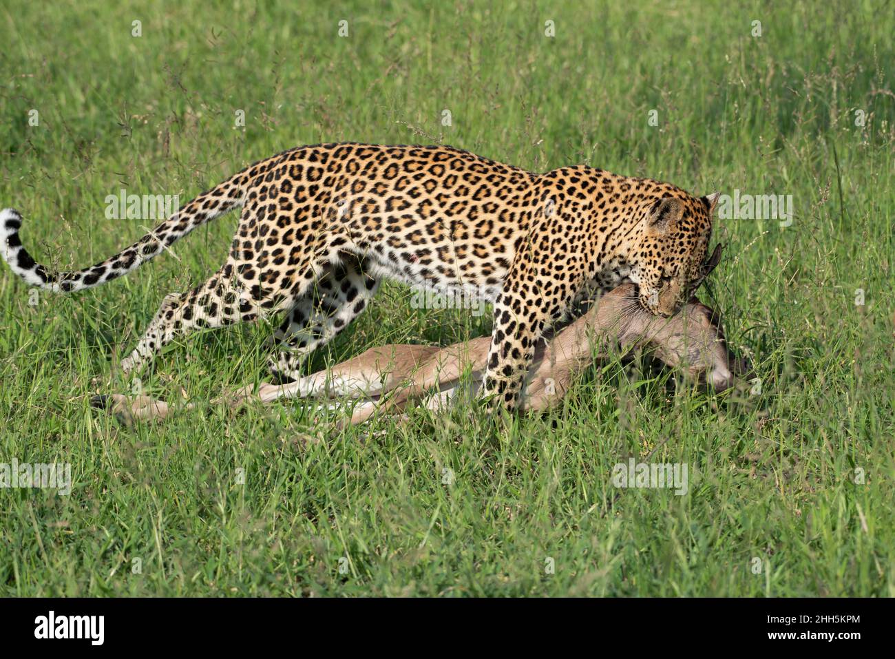 Leopardin zieht ihren großen Kill, um sich zu bedecken Stockfoto