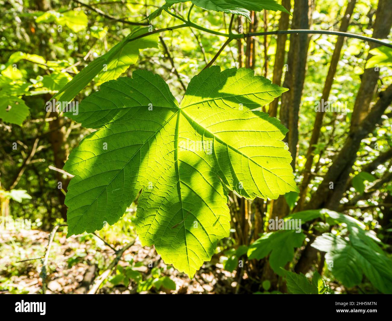 Nahaufnahme des grünen Blattes, das auf dem Ast wächst Stockfoto