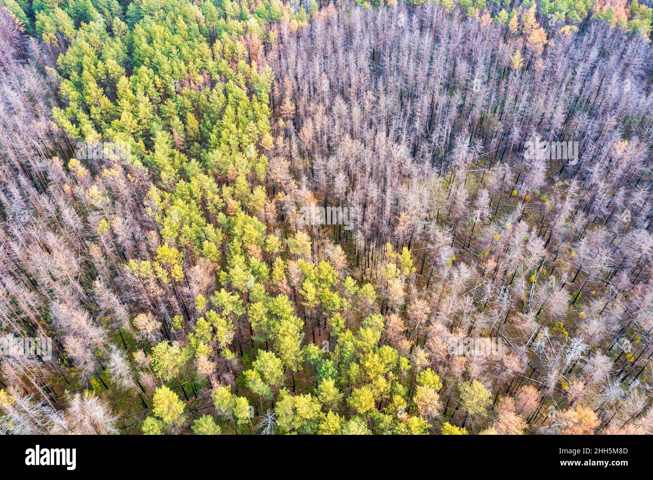 Ukraine, Kiew Oblast, Tschernobyl, Luftaufnahme der nach einem Waldbrand nachwachsenden Waldbäume Stockfoto